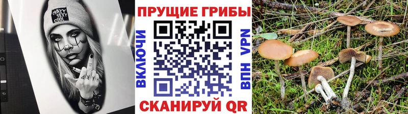 omg ONION  Тутаев  Псилоцибиновые грибы Psilocybe 